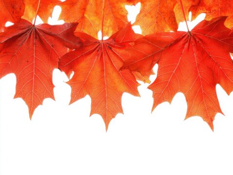 Vibrant red maple leaves border on white background autumn foliage close up seasonal nature beauty