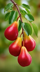 Fresh Red Pears on Branch with Green Leaves in Natural Setting