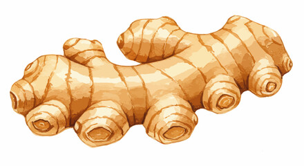 Detailed Watercolor Illustration Of A Fresh Ginger Root Rhizome Featuring Textured Skin Earthy Tones And Soft Shadows Conveys Freshness And Organic Aesthetic On A Clean White Backdrop
