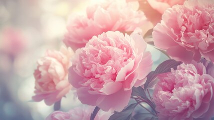A close-up of soft pink peonies with a dreamy, blurred background.
