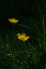 Yellow wildflowers macro photo. Yellow small flowers in grass. Floral background. 