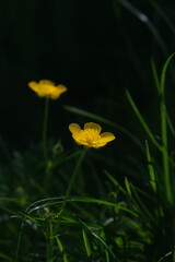 Yellow wildflowers macro photo. Yellow small flowers in grass. Floral background. 