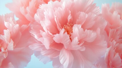 A close-up of soft pink peonies with a dreamy, blurred background.