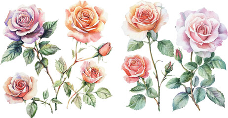 Watercolor Pink Rose Flower Illustration – Hand-Painted Floral Art