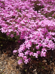 Shibazakura — they look like cherry blossoms blooming softly on the ground, but are actually a...