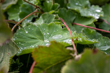 Close-up: Alchemilla mollis with water drops