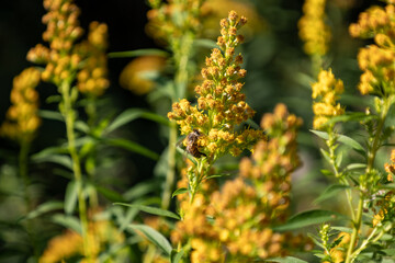 Insect on flower: honey bee at work