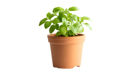Obraz premium Elegant Tiny Potted Plant on White Background for Professional Settings