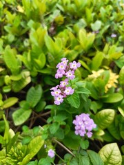 purple trailing lantana flower with green leaves