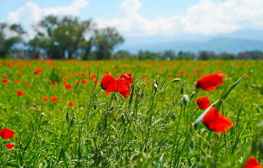 Bright red poppies in a large field. Spring.