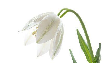 Obraz premium Elegant White Fritillaria meleagris Flower on White Background