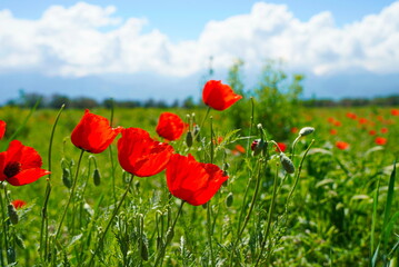 Bright red poppies in a large field. Spring.