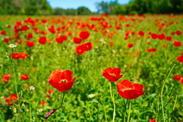 Bright red poppies in a large field. Spring.