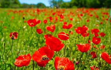 Bright red poppies in a large field. Spring.