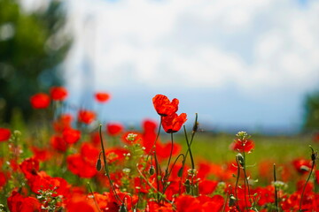 Bright red poppies in a large field. Spring.