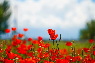 Bright red poppies in a large field. Spring.