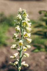 Blooming fritillaria persica Ivory Bells with creamy green flowers in garden