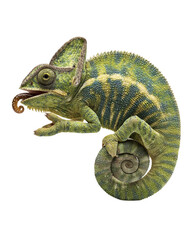 Obraz premium Colorful chameleon perched on a branch, blending into its surroundings in a lush environment