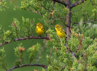 Two prairie warblers sitting in a cedar tree