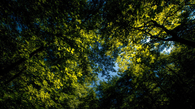 Souse forest canopy redact a vibrant sky.