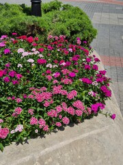 pink flowers in a garden