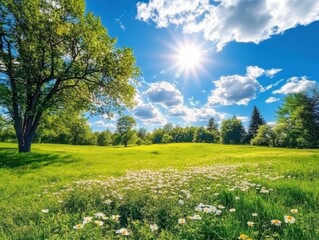 Obraz premium Sunny Meadow Landscape with Daisies and Trees on a Bright Day Wide Angle Scenic View in Summer