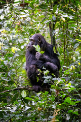 Adult chimpanzee, pan troglodytes, eats fruit in the tropical rainforest of Kibale National Park, western Uganda. The park conservation program means that some troupes are habituated for human contact