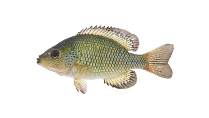 Fototapeta premium High-Resolution Image of a Green Sunfish (Lepomis cyanellus) Isolated on Transparent Background
