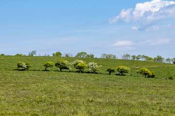 Hawthron trees in bloom in the Sussex countryside, on a sunny spring day