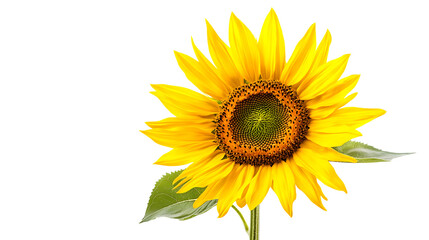 Naklejka premium Vibrant Sunflower Isolated on White Background for Creative Designs