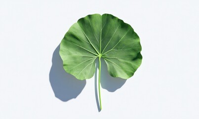 Single large green leaf, overhead view, white background, nature design