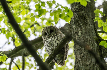 tawny owl looks out from green foliage on a rainy spring day in natural conditions
