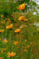 4K Yellow wildflowers