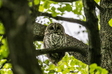 tawny owl looks out from green foliage on a rainy spring day in natural conditions