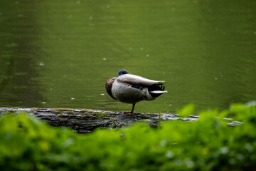 duck on a green meadow on a spring day in natural conditions