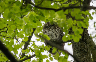 tawny owl looks out from green foliage on a rainy spring day in natural conditions