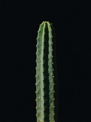 Fototapeta premium cactus close up