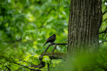 yellow waggon on a green meadow on a spring day in natural conditions