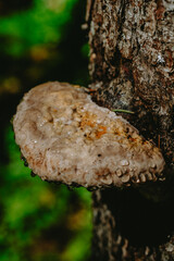 A close-up view of a large, wet mushroom growing on a tree trunk in a lush forest setting during the early morning hours