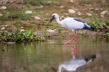 Asian Openbill, Chitwan National Park, Nepal.