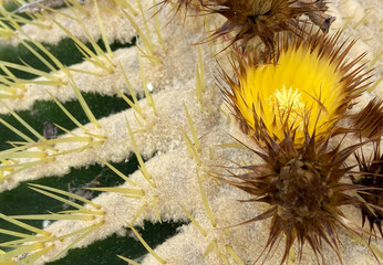 Close up of Golden barrell or Kroenleinia grusonii cactus yellow flower.Selective focus.