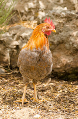 Hen Gallus gallus domesticus. Gran Canaria. Canary Islands. Spain.