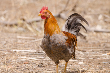 Hen Gallus gallus domesticus. Gran Canaria. Canary Islands. Spain.