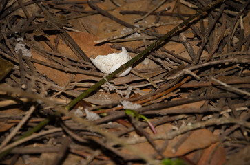 Nest of laurel pigeon Columba junoniae with the remains of an egg. Rapador ravine. Valleseco. Gran Canaria. Canary Islands. Spain.