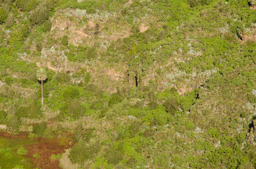 Canary Island date palm Phoenix canariensi. Rapador ravine. Valleseco. Gran Canaria. Canary Islands. Spain.