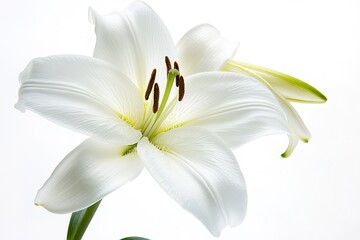 Obraz premium A delicate white lily with its elegant petals open wide, isolated against a pure white backdrop.