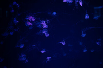Jellyfish swimming gracefully in a dark aquarium illuminated by subtle blue light