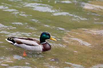 spice bird Mallard duck Male with green plumage on his head swimming in the pond water