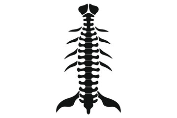 Black spine vertebrae displays structure and segments, essential for human skeletal function and posture