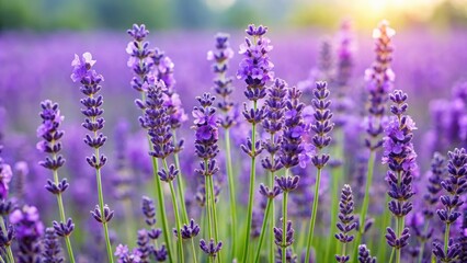 Fototapeta premium Isolated lavender flowers with long green stems standing upright in a field , foliage, isolated flowers